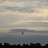 shioyazaki_iwaki_5565