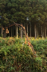 izumi_iwaki_5358