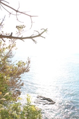 onahama_iwaki_3883