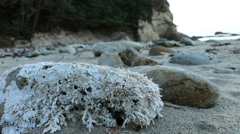 onahama_iwaki_5288