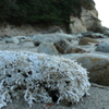 onahama_iwaki_5288