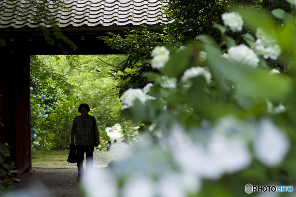 紫陽花寺を訪ねて