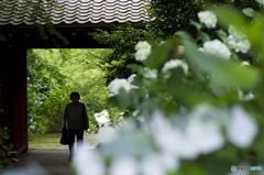 紫陽花寺を訪ねて