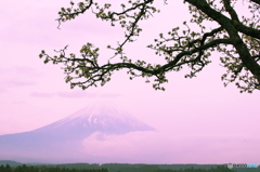 朝霞の富士山