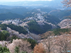 吉野一目千本桜