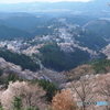 吉野一目千本桜