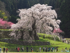 image又兵衛桜