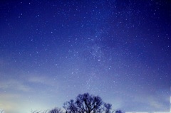 星と一本の木