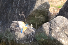 獲物ゲット