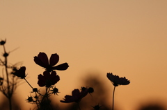 夕方のコスモス