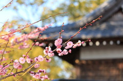 半城土天満の梅