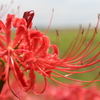 彼岸花