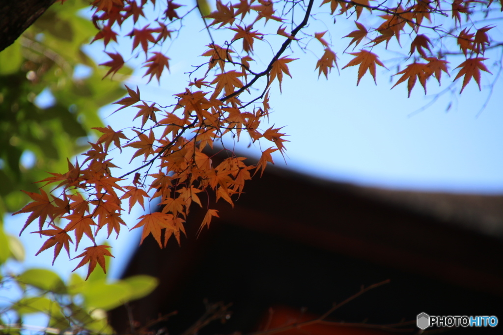 八坂神社