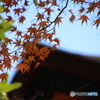 八坂神社