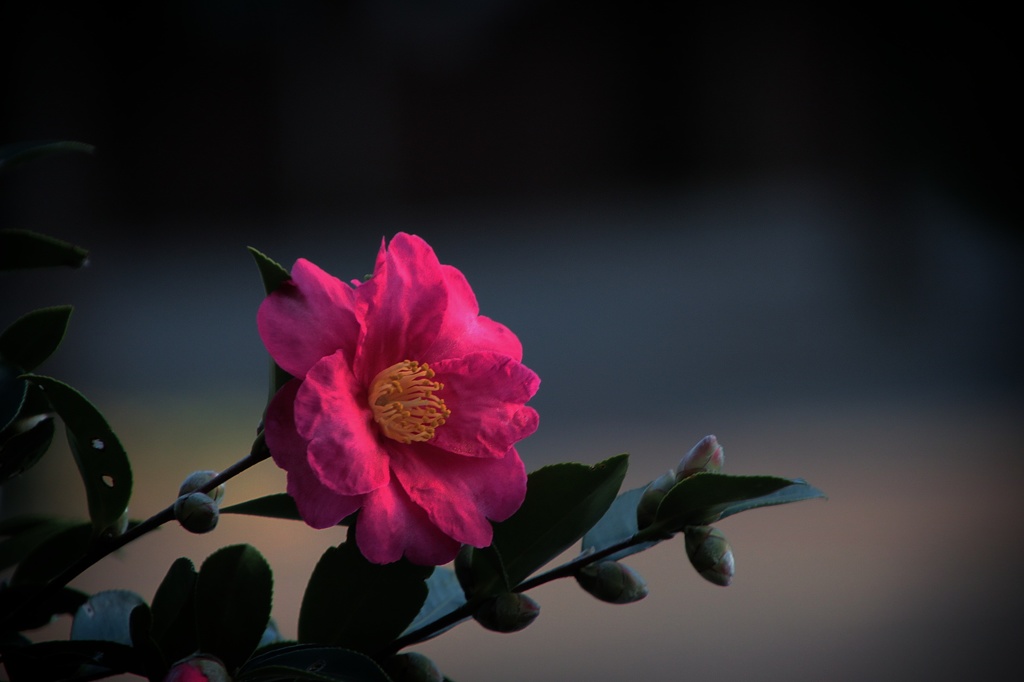 花の名前わかりませんm(__)m