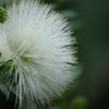 花？