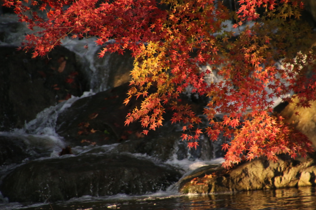 まだあった紅葉❗