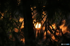 竹林と夕焼け
