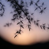 夕陽とすすき