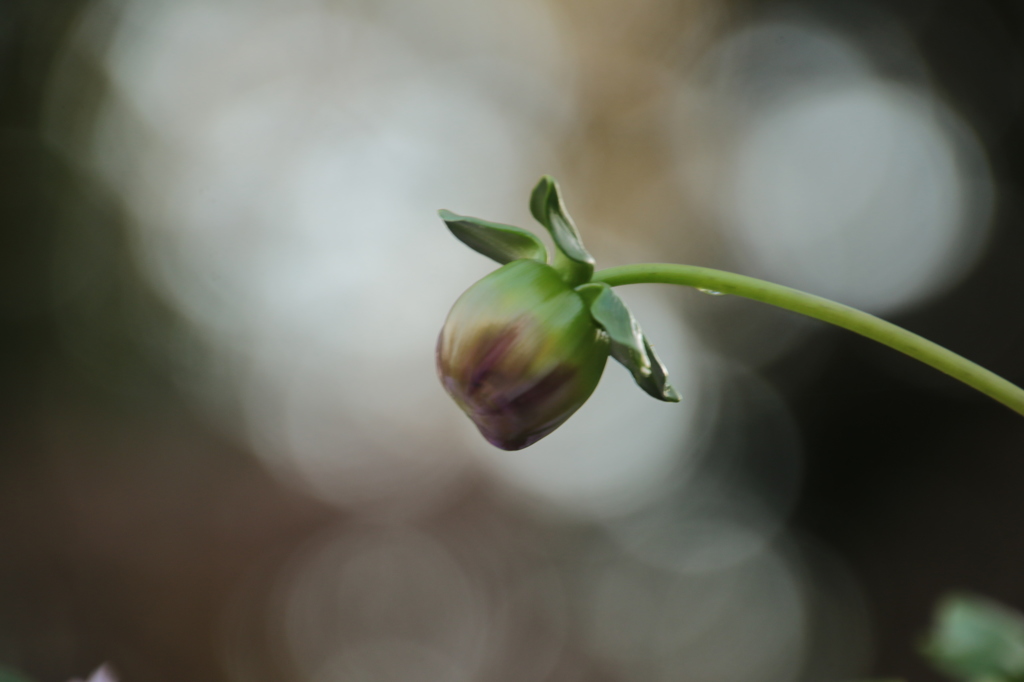 蕾