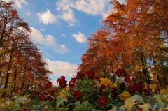 紅葉とビオラ