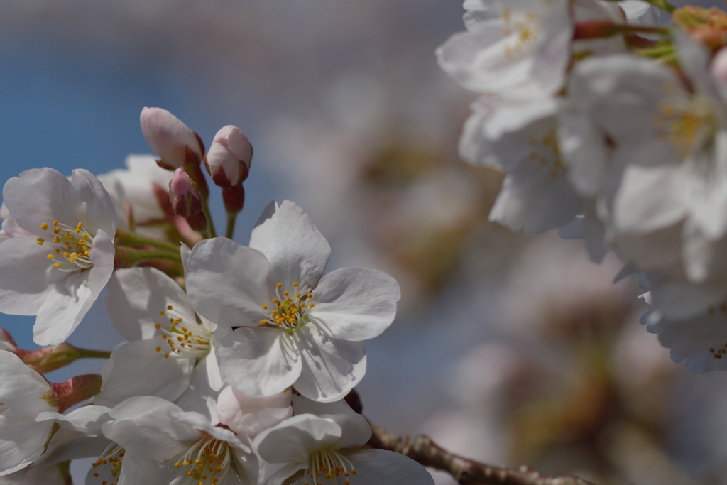 桜・国立#5