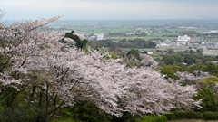 筑紫平野桜望