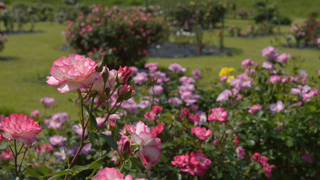 薔薇_4