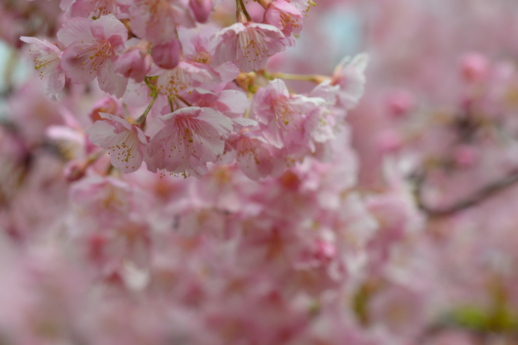 河津桜_代々木公園_11