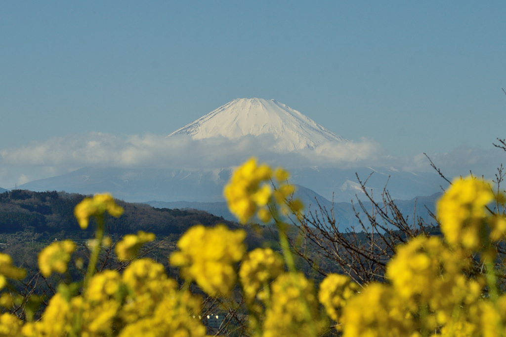 吾妻山公園_09