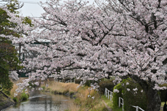 桜堤