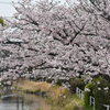 桜堤