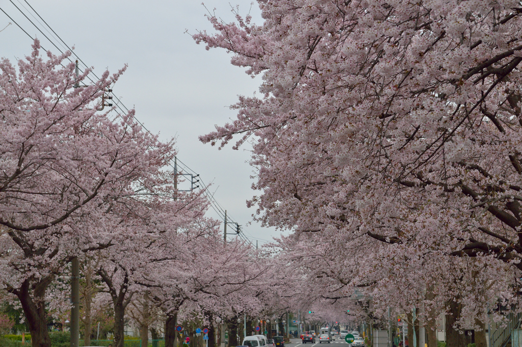 桜通り2