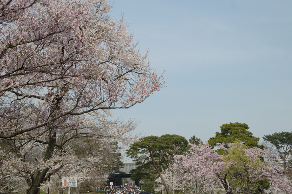 桜・皇居#5