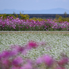 秋桜堤の蕎麦花の流れ