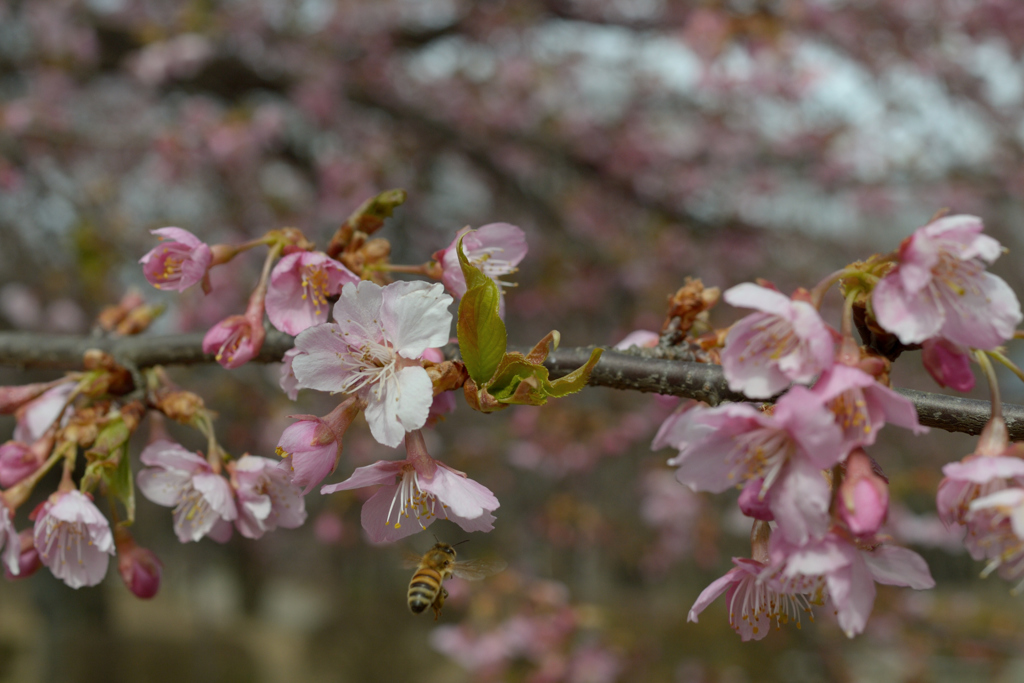 河津桜_02_代々木公園