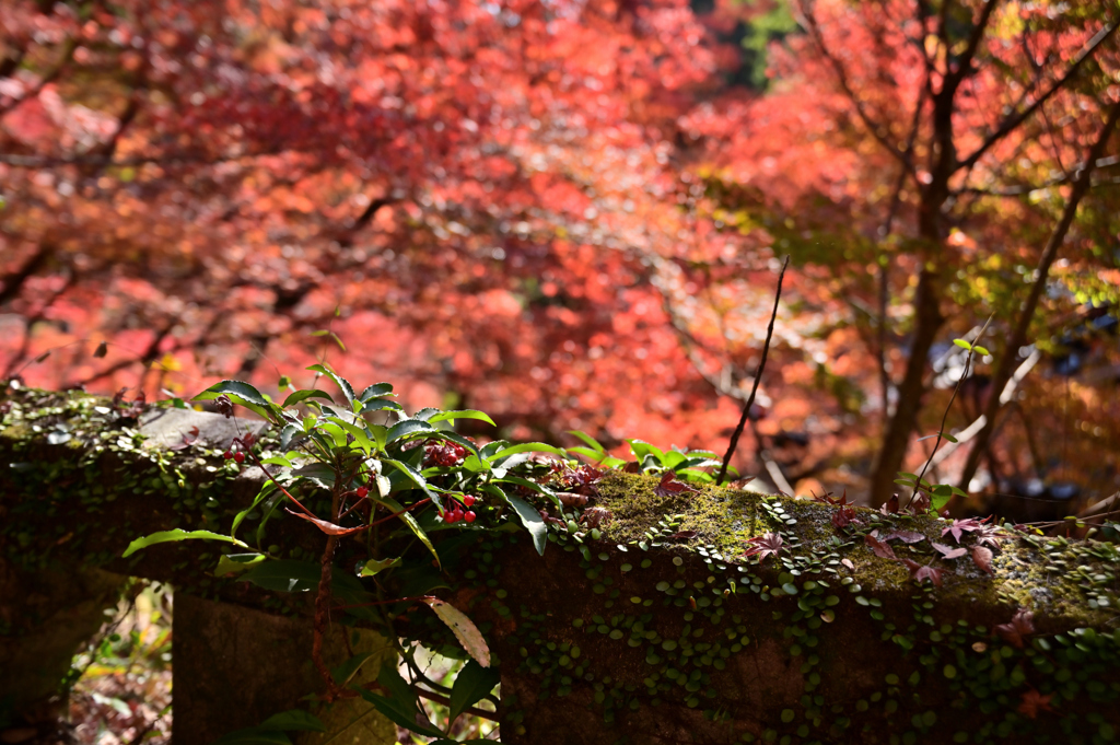 紅の水面のほとりにて