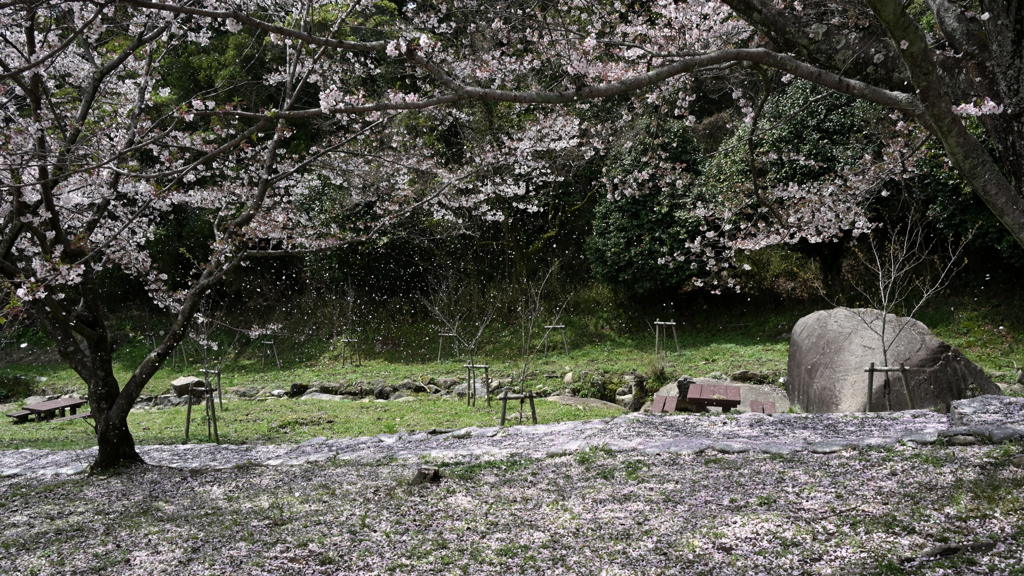 桜吹雪春景