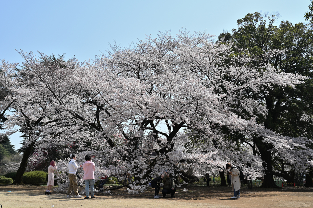 令和の桜_05