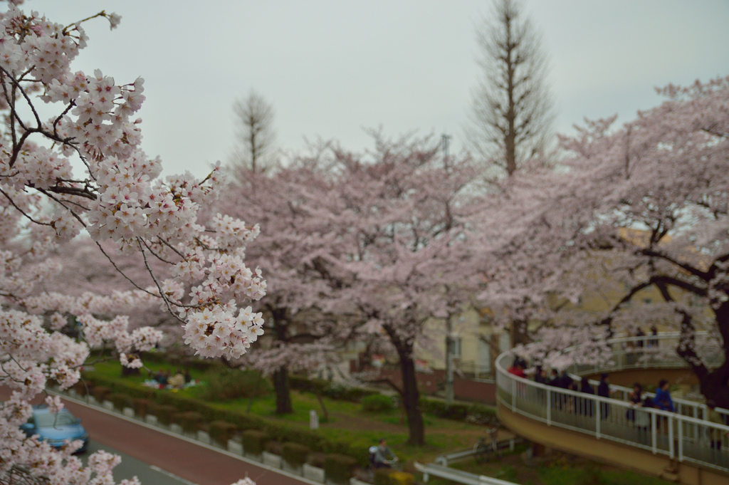 大学通り8