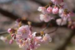 河津桜_代々木公園_13