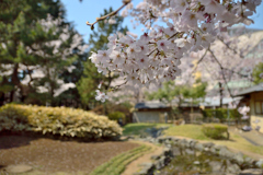 桜_桜花亭_02