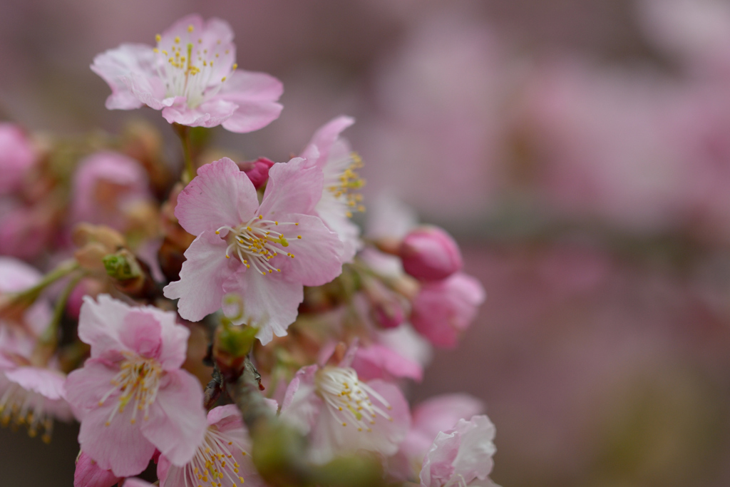 河津桜_代々木公園_10