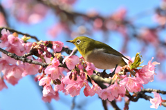 桜の温もり