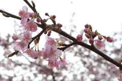 河津桜_04_代々木公園