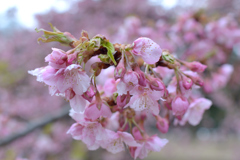 河津桜_06_代々木公園