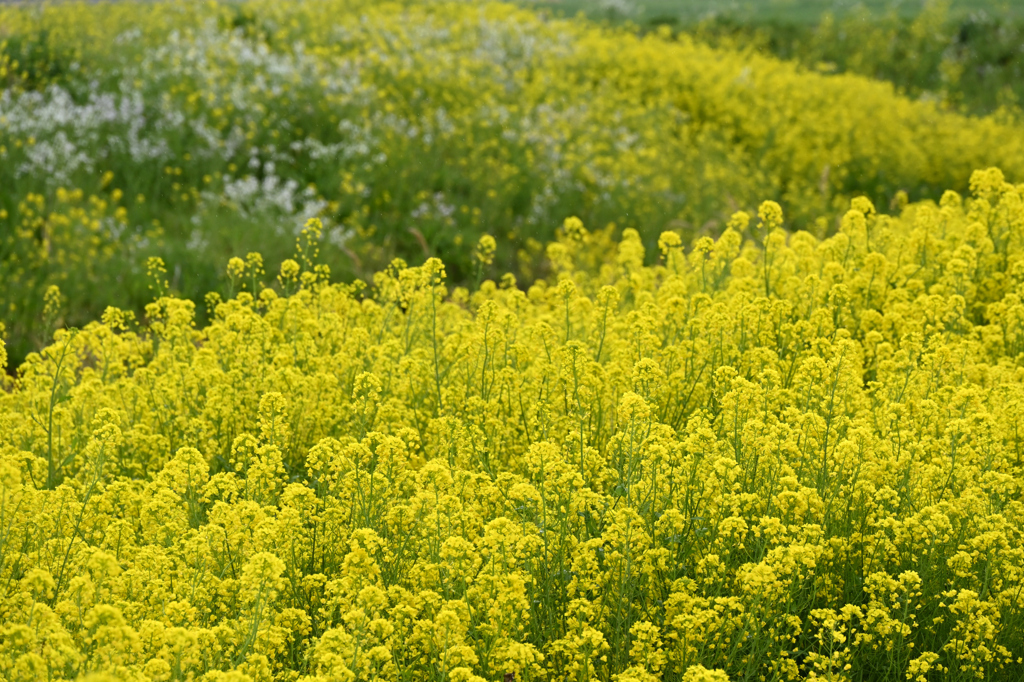 菜花の小山