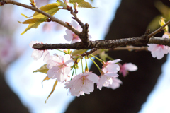 桜2_第八小学校