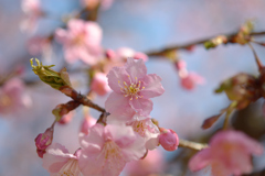 河津桜_代々木公園_20