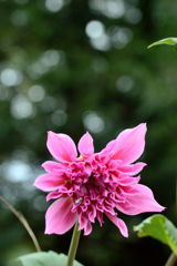神代植物公園№13-030
